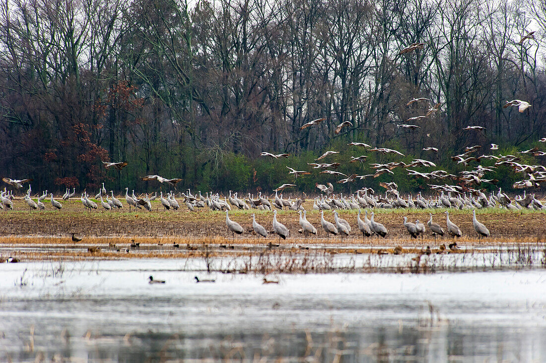 Sandhill Cranes at the Wheeler National Wildlife Refuge, Decatur, AL