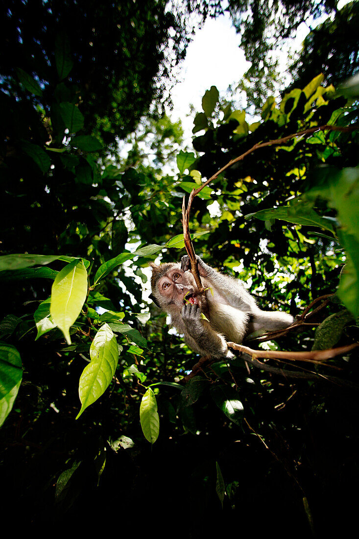 A monkey in Monkey Forest Bali, the attack action.Bali Indonesia