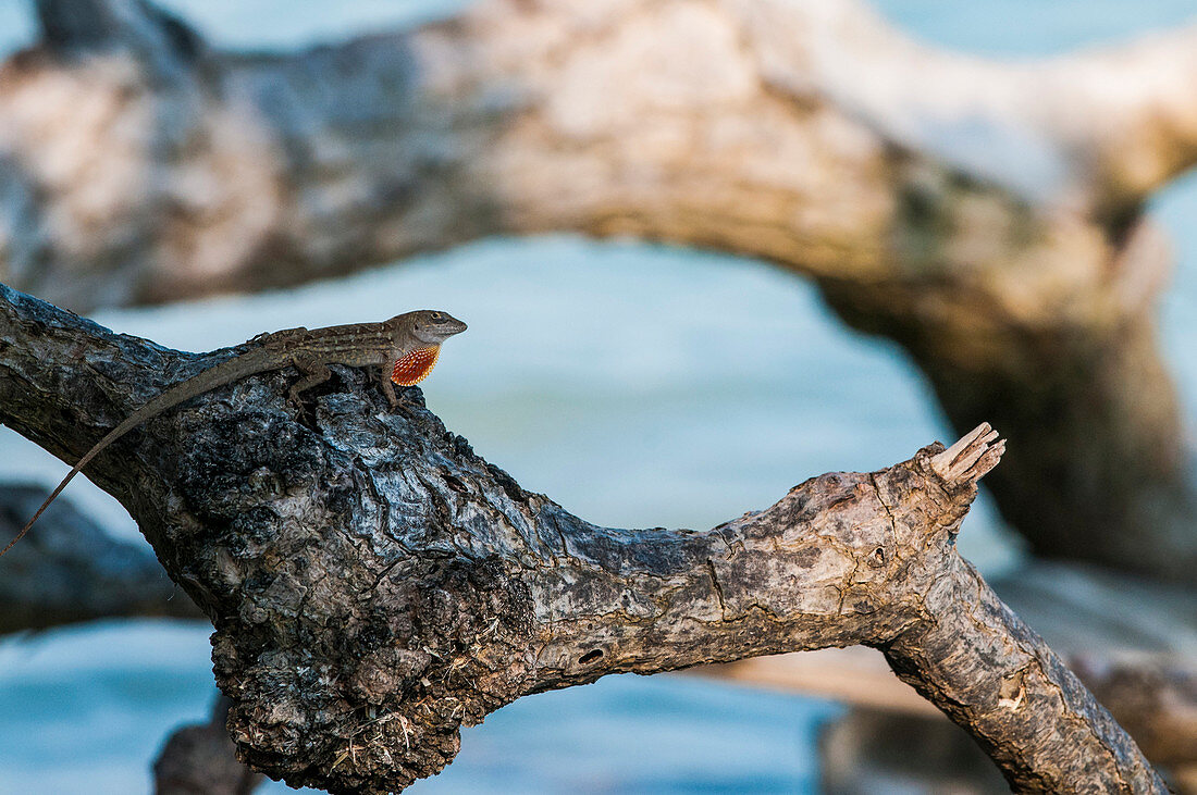 A  Bahaman anole along the shores of North Key in Florida Bay.