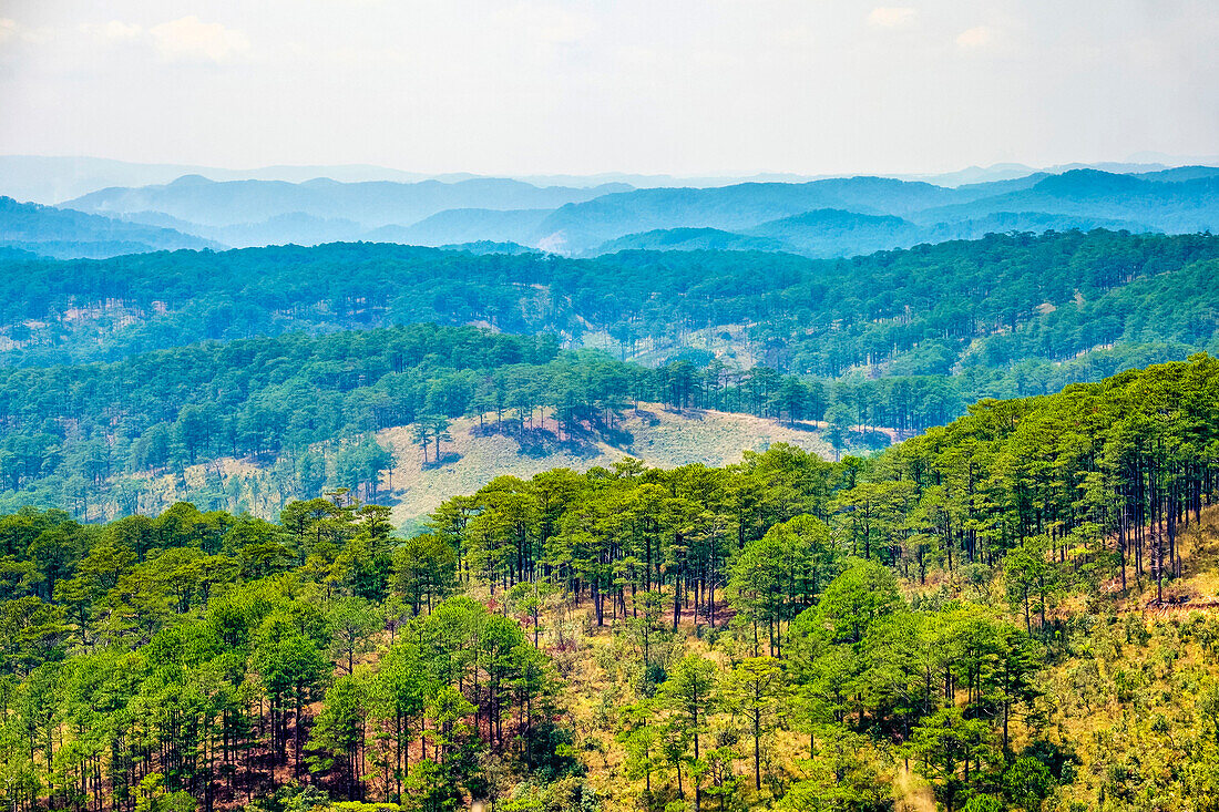 Pine forests in Central Highlands near Da Lat, L?c D??ng District, Lâm ??ng Province, Vietnam