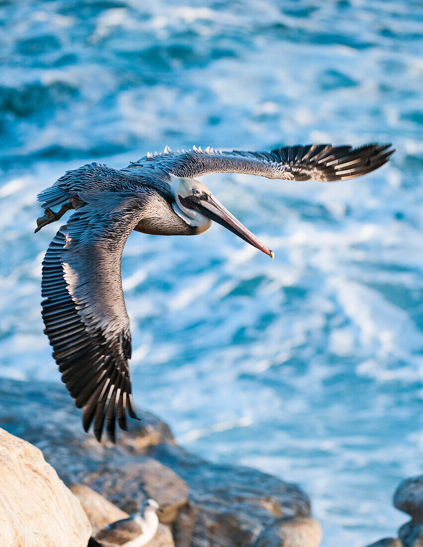 Brown Pelican (Pelecanus occidentalis) in flight on California Coast