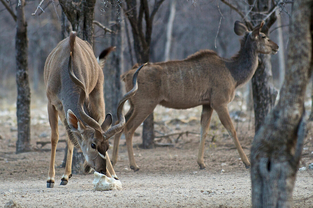 Two kudus at the Etosha Aoba Reserve in the Onguma Private Game Reserve near Etosha National Park, Namibia