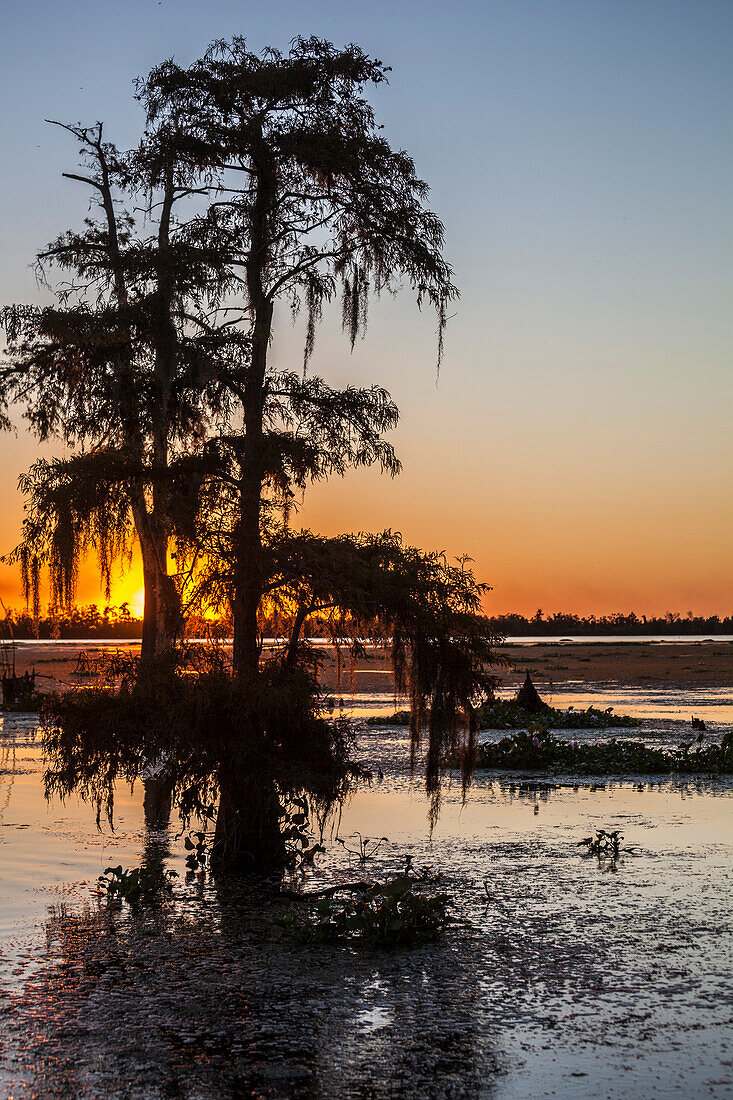 Two Cypress trees in a swamp near New Orleans, LA with setting sun on the horizon.
