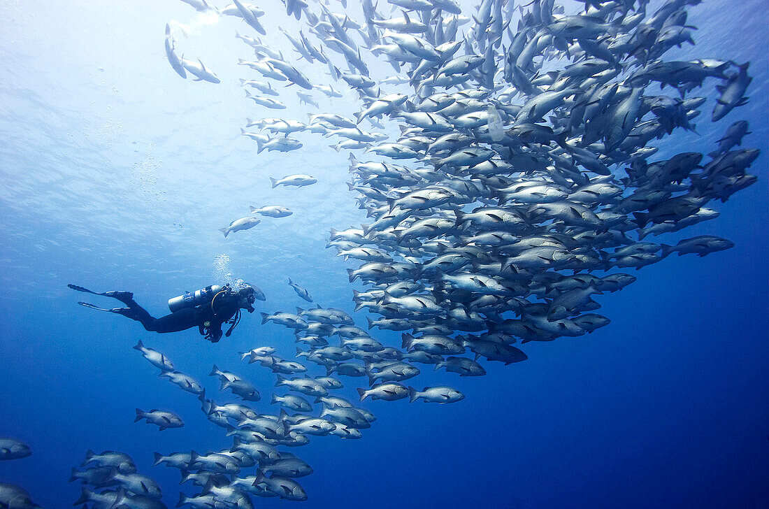 Scuba diver with shoal of Snappers at Shark Reef, Egypt