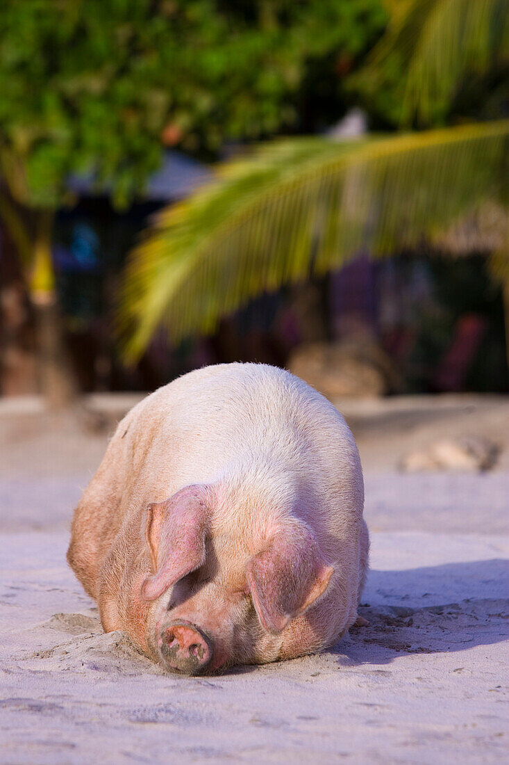Large pig lays on the beach in Costa Rica