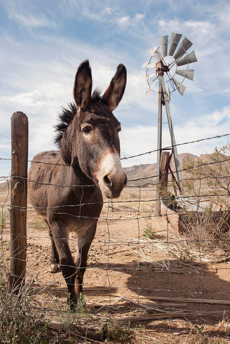 Donkey looking over wire fence