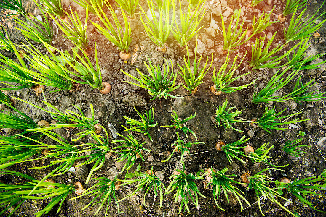 High angle view of sprouting plants in dirt