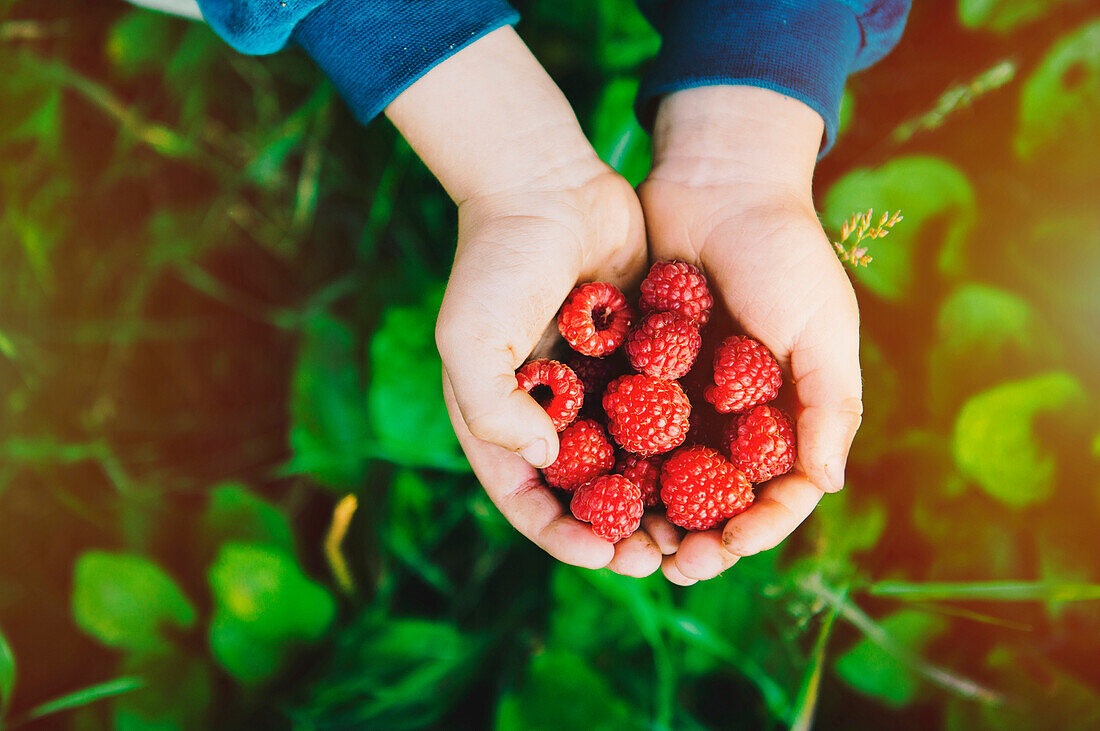 Close up of hands holding raspberries