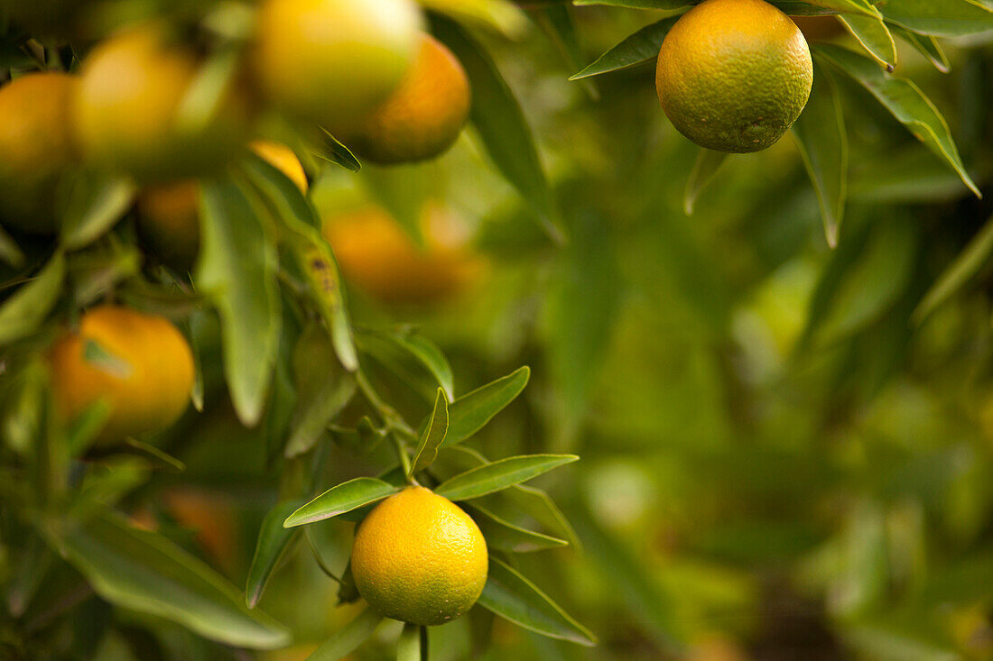 Close up of fruit growing on tree