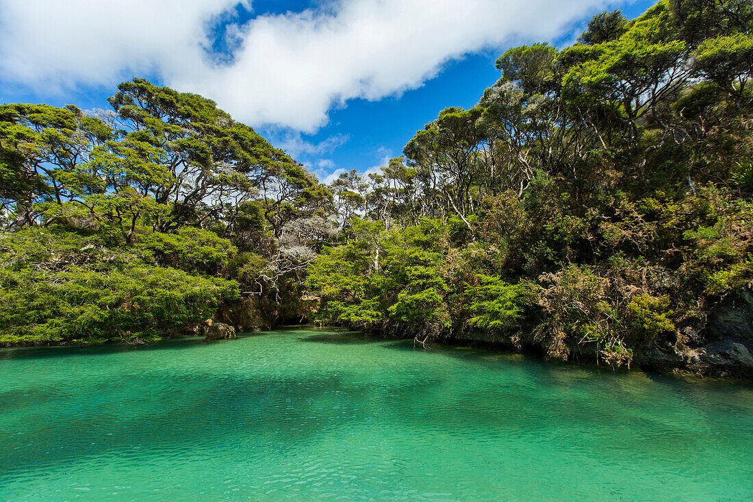 Sun over lush trees and remote river