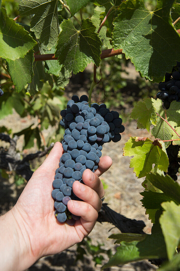 Cropped image of man holding grapes at vineyard