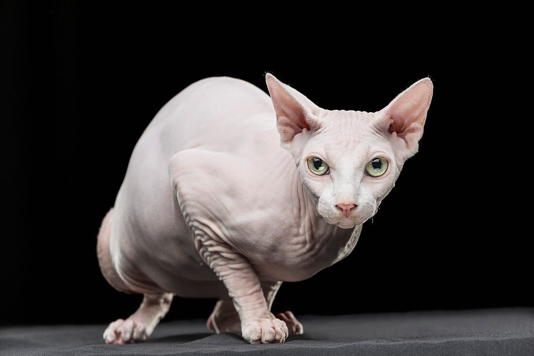 Close-up portrait of Sphynx hairless cat looking away against black background