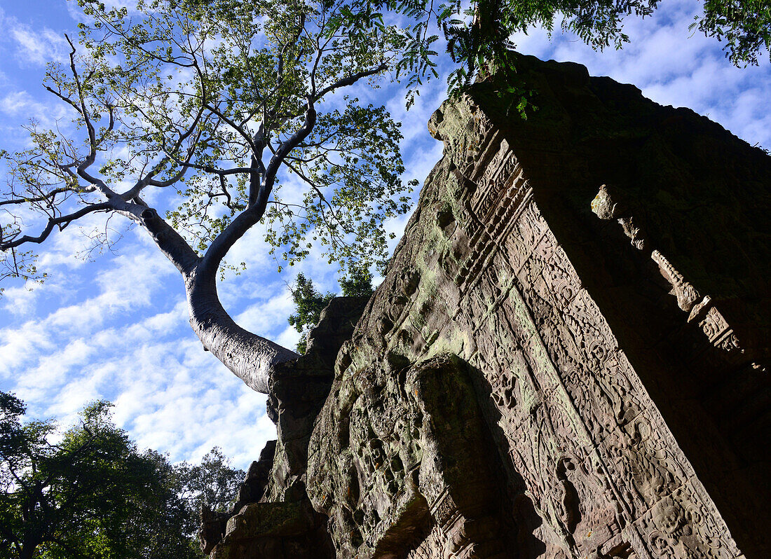 Ta Prohm Tempel, Archäologischer Park Angkor bei Siem Reap, Kambodscha, Asien