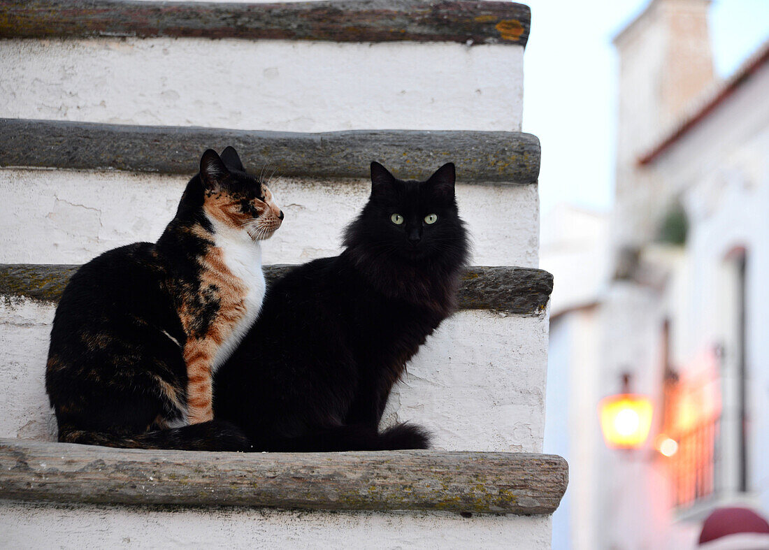 cats in Monsaraz, Alentejo, Portugal