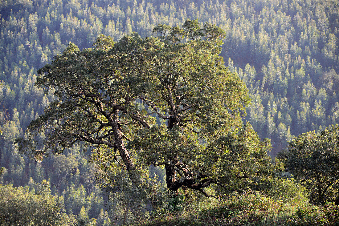 Baum in der Serra de Monchique, Algarve, Portugal