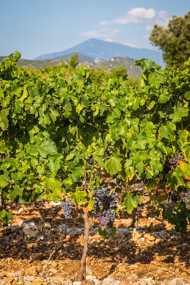 vineyards of vacqueyras and the mont ventoux, vaucluse (84), paca, provence alpes cote d'azur, france