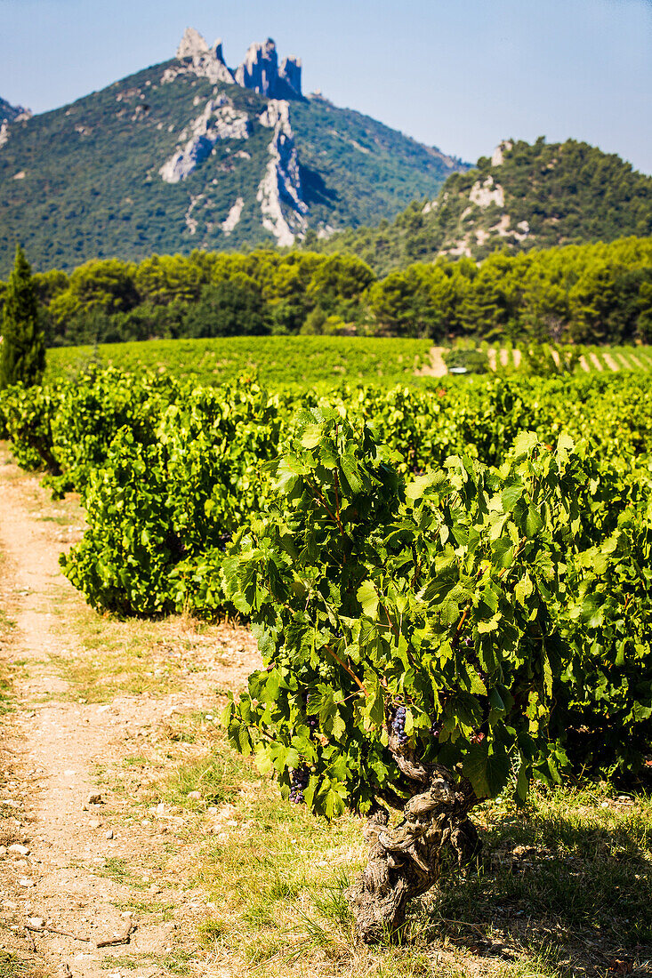 vineyards of the la riaille valley, the village of suzette and the dentelles de montmirail, vaucluse (84), paca, provence alpes cote d'azur, france