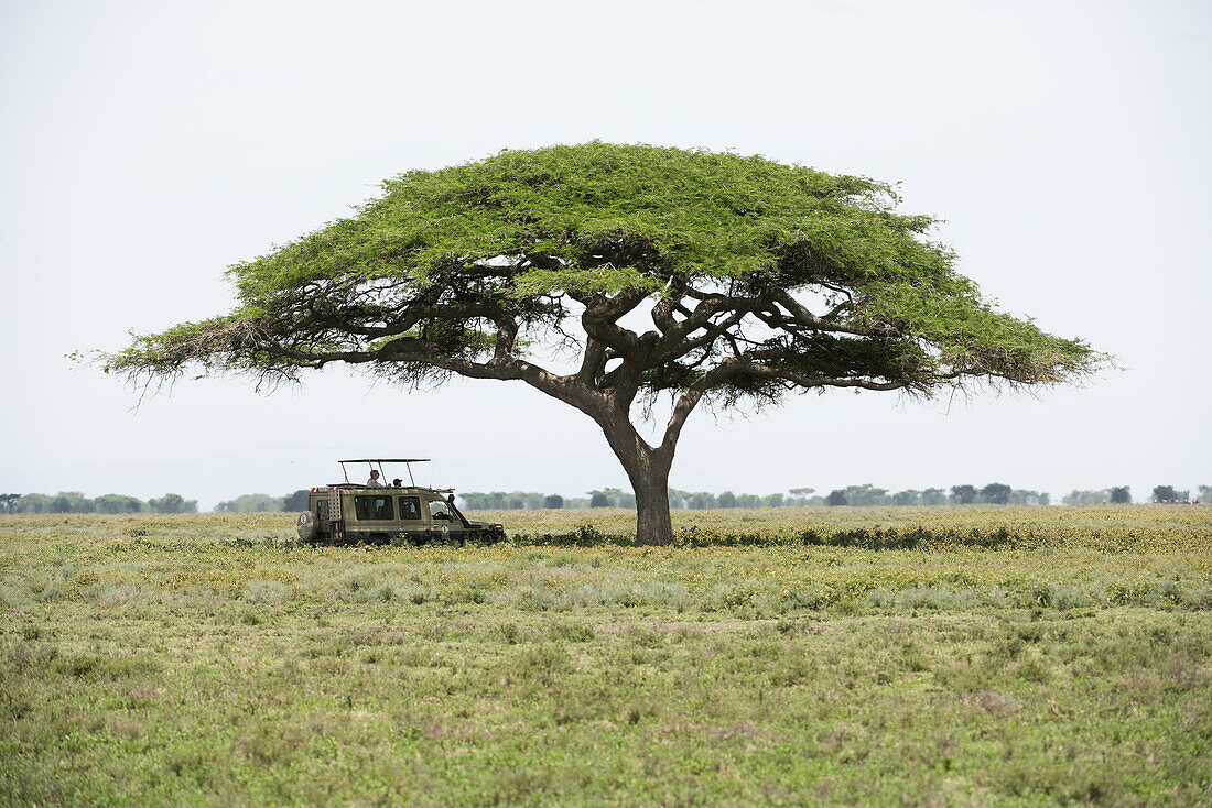 Safari vehicle pauses in shade of spreading acacia tree on Serengeti Plain Tanzania
