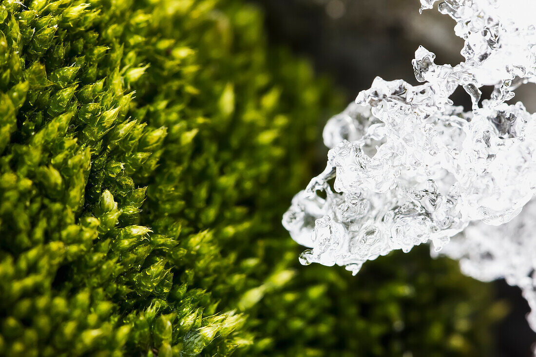 Moss at Almirante Brown Antarctic Base, Antarctic Peninsula, Antarctica