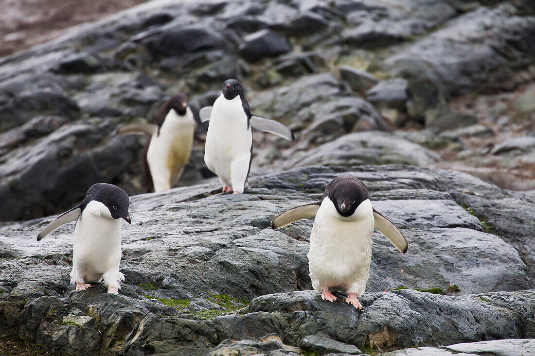Adelie penguins Pygoscelis adeliae on Pleneau Island, Antarctic Peninsula, Antarctica