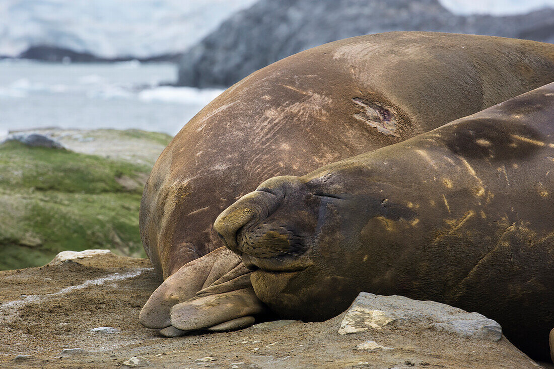 Elephant seals Mirounga leonina, Palmer Station, Antarctica