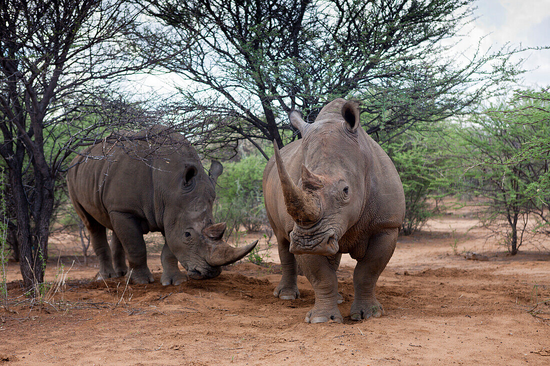 Breitmaul-Nashorn, Ceratotherium simum, Namibia