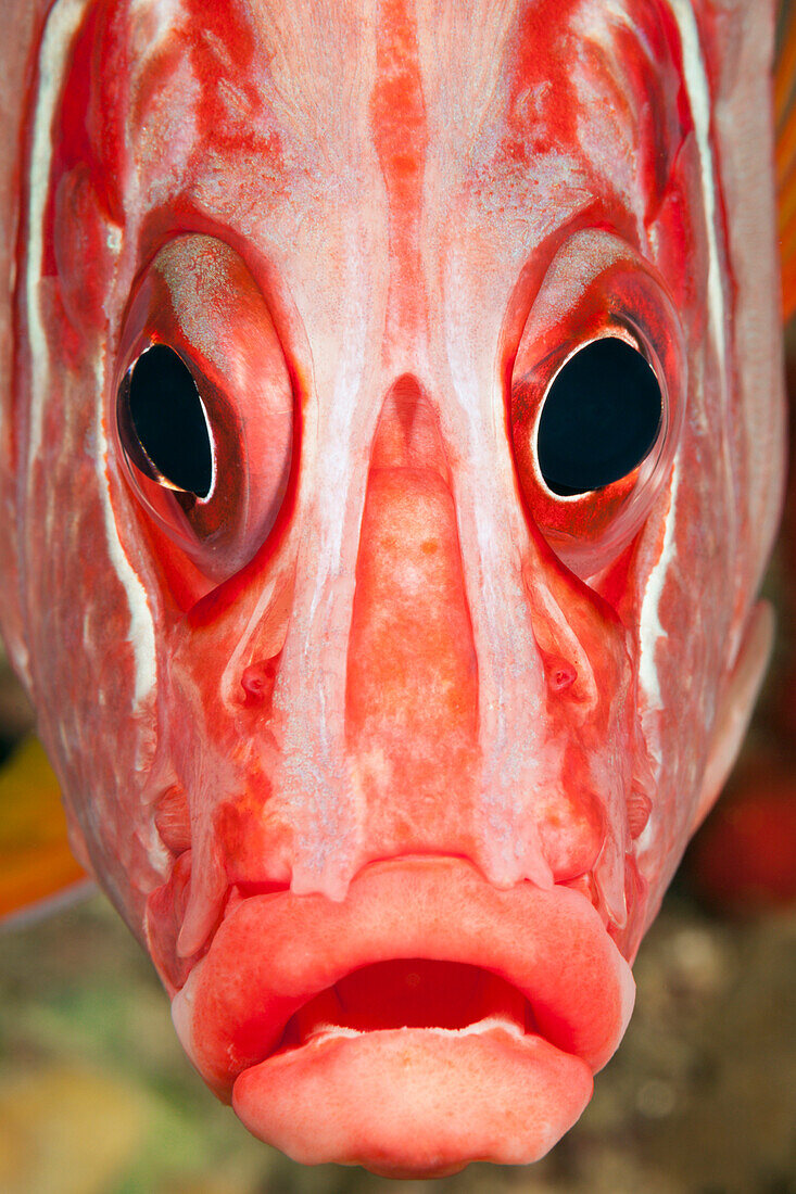 Portrait of Squirrelfish, Sargocentron spiniferum, Red Sea, Dahab, Egypt