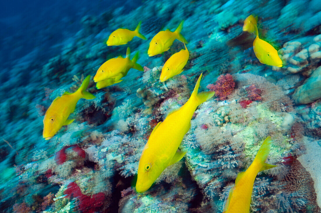 Schwarm Gelbe Meerbarben, Parupeneus cyclostomus, Rotes Meer, Ras Mohammed, Aegypten