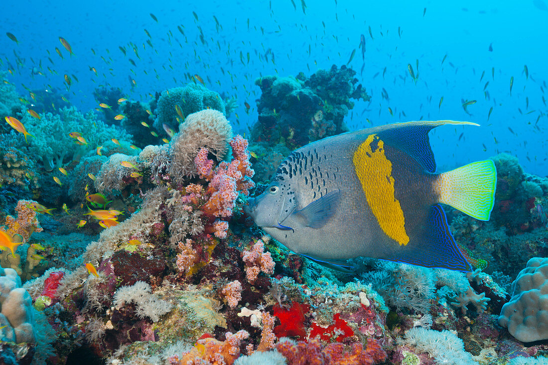 Yellowbar Angelfish, Pomacanthus maculosus, Sanganeb, Red Sea, Sudan