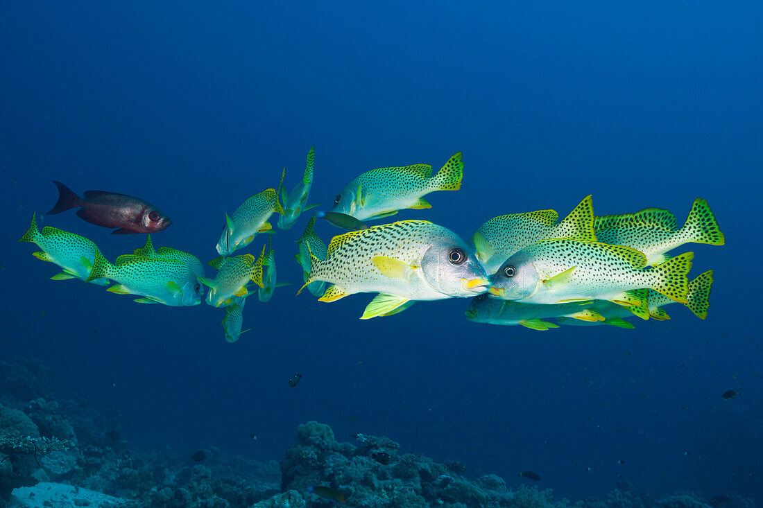 Shoal of Blackspotted Sweetlips, Plectorhinchus gaterinus, Sanganeb, Red Sea, Sudan