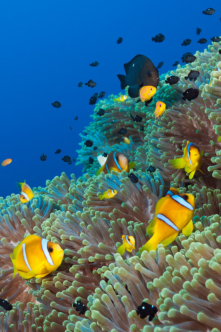 Twobar Anemonefish in Coral Reef, Amphiprion bicinctus, Shaab Rumi, Red Sea, Sudan