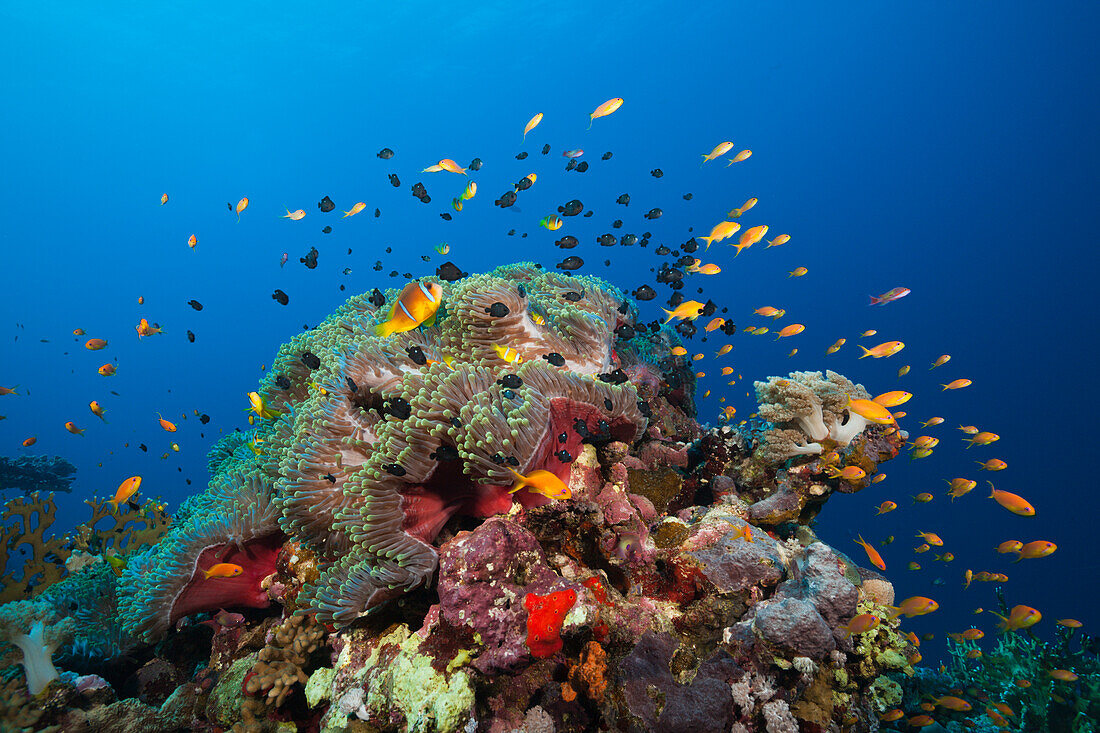 Twobar Anemonefish in Coral Reef, Amphiprion bicinctus, Shaab Rumi, Red Sea, Sudan