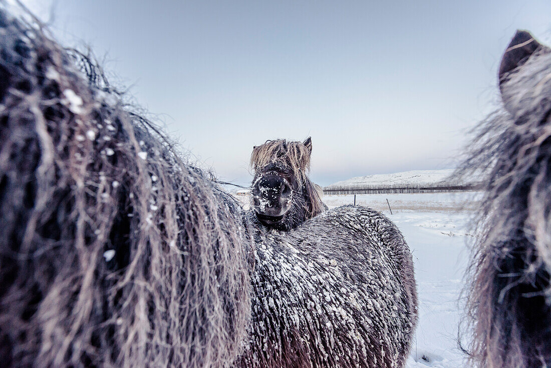 Horses in southern iceland, Icelandic horses, Winter, Golden Circle, Iceland