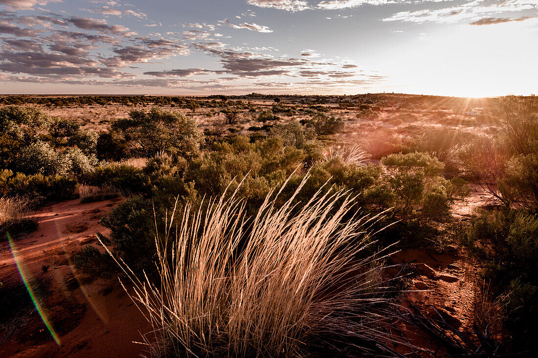 Graslandschaft im Outback, Sonnenuntergang, Great Central Road in der Nähe von Warburton, Westaustralien, Australien