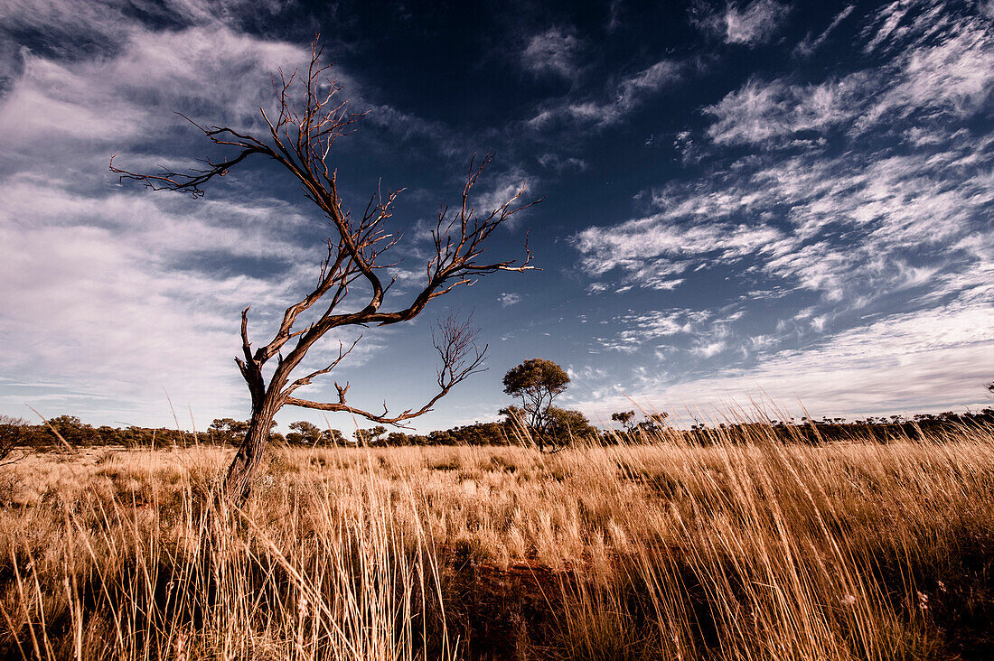 Graslandschaft im Outback bei Sonnenuntergang, abgestorbener Baum, Great Central Road, Nordterritorium Australien