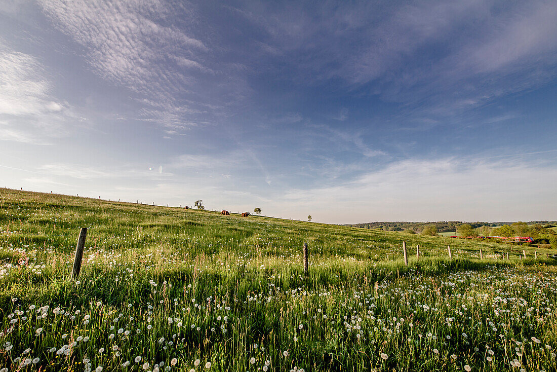 Spring meadow close to Rainau, close to Aalen, Ostalbkreis, Baden-Wuerttemberg, Germany