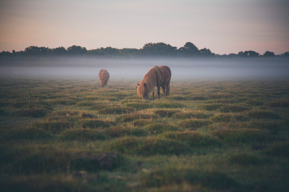 Horses grazing on field in foggy weather