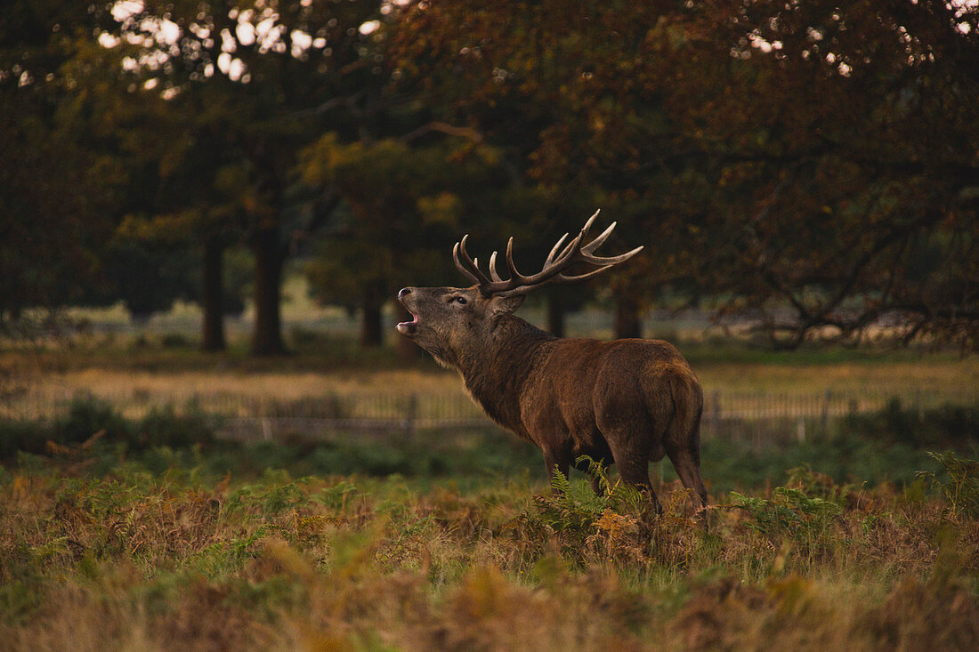 Side view of deer roaring on field