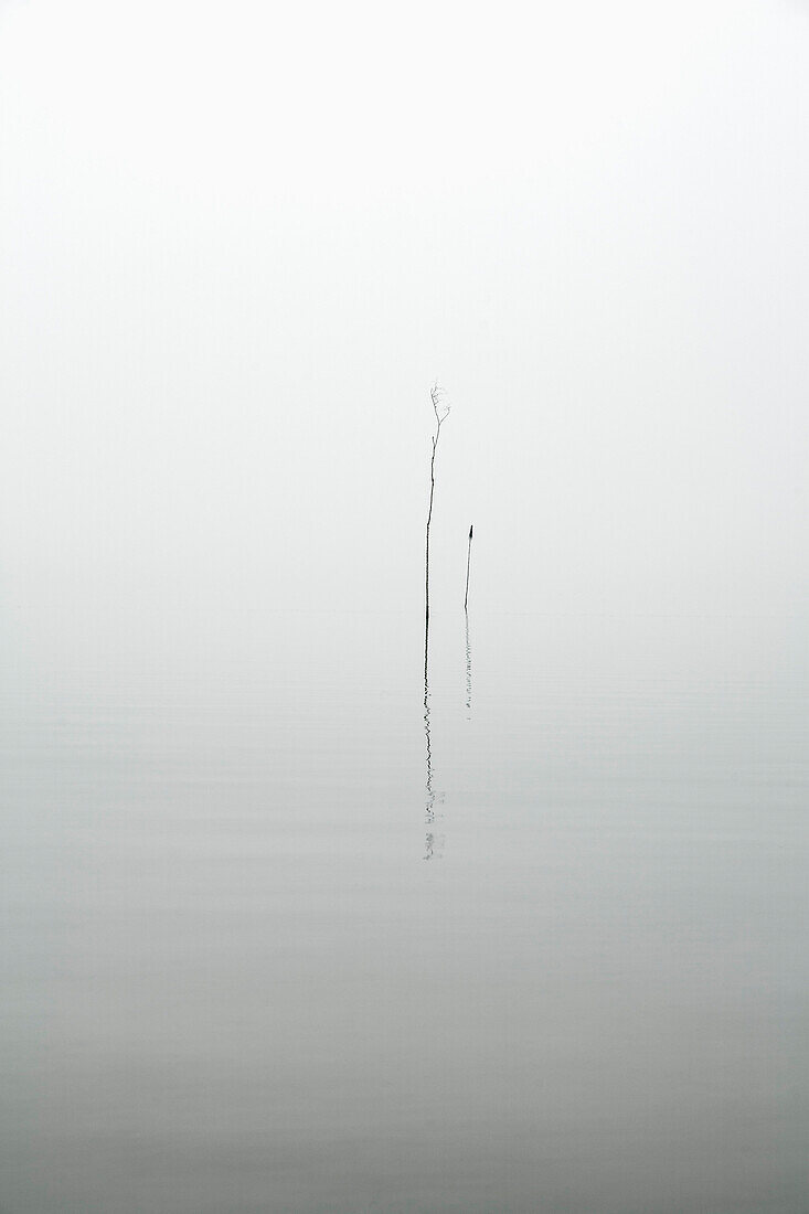 Plants in lake during foggy weather