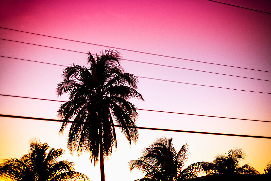 Silhouette palm trees and power lines against sky during sunset