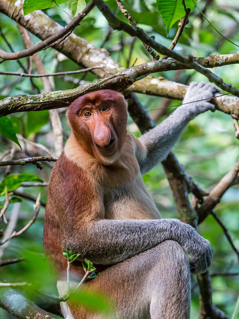 Adult proboscis monkey Nasalis larvatus foraging in Bako National Park, Sarawak, Borneo, Malaysia, Southeast Asia, Asia