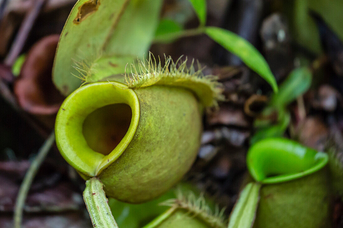 Tropical pitcher plant Nepenthes spp, at the Semenggoh Rehabilitation Center, Sarawak, Borneo, Malaysia, Southeast Asia, Asia