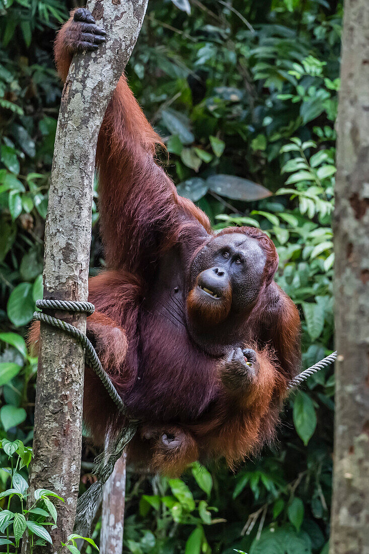 Young male Bornean orangutan Pongo pygmaeus, Semenggoh Rehabilitation Center, Sarawak, Borneo, Malaysia, Southeast Asia, Asia