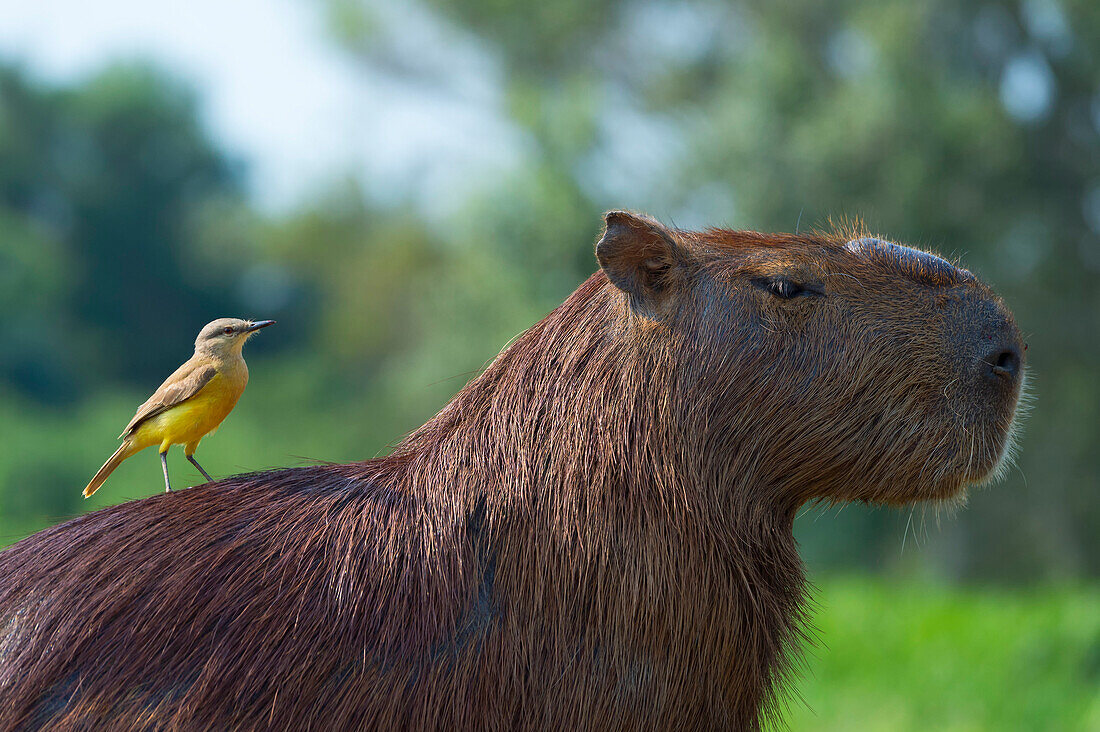 Capybara Hydrochaeris hydrochaeris and white-throated kingbird Tyrannus albogularis on the back, Pantanal, Mato Grosso, Brazil, South America