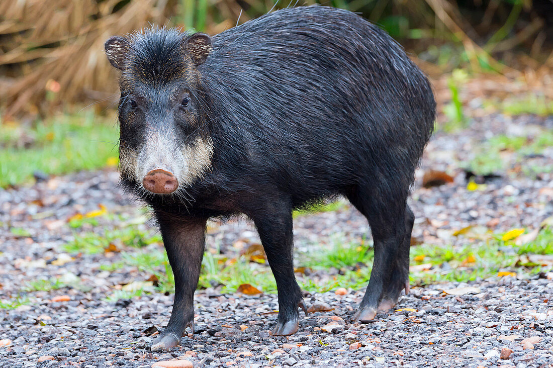 White-lipped peccary Tayassu pecari, Mato Grosso do Sul, Brazil, South America