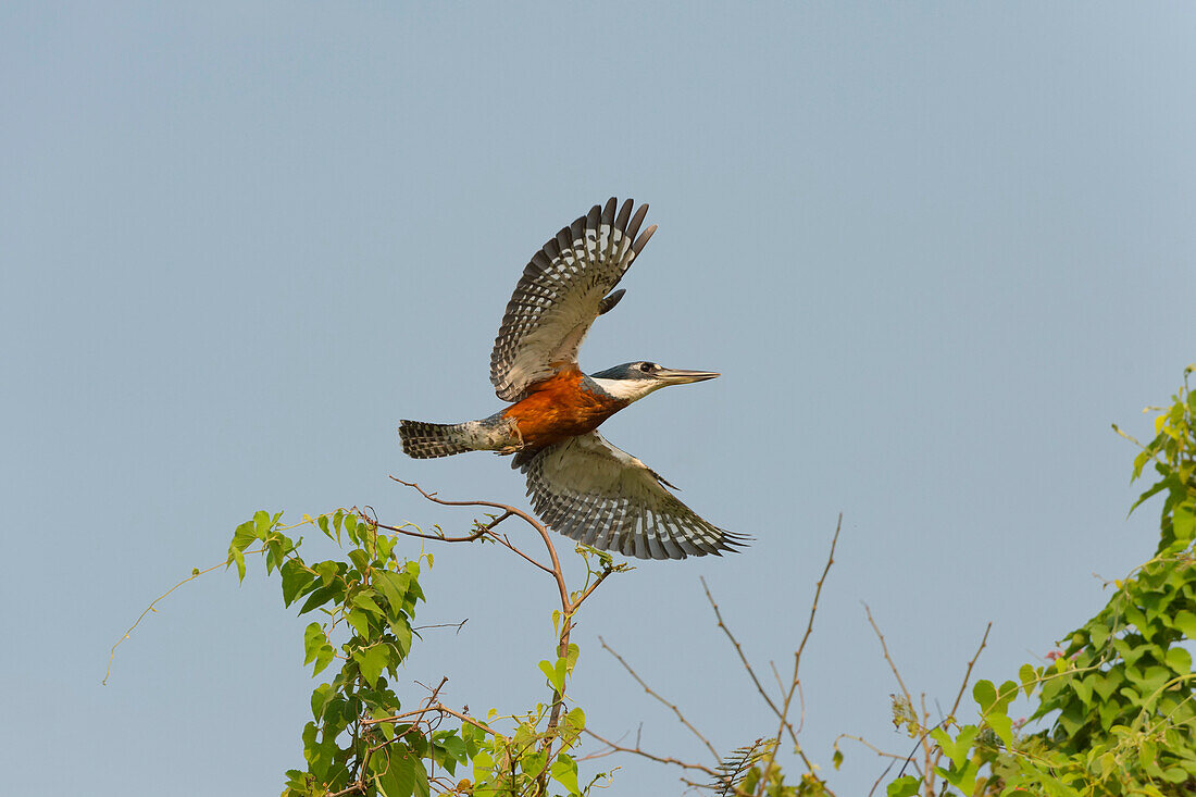 Ringed kingfisher Ceryle torquata in flight, Pantanal, Mato Grosso, Brazil, South America