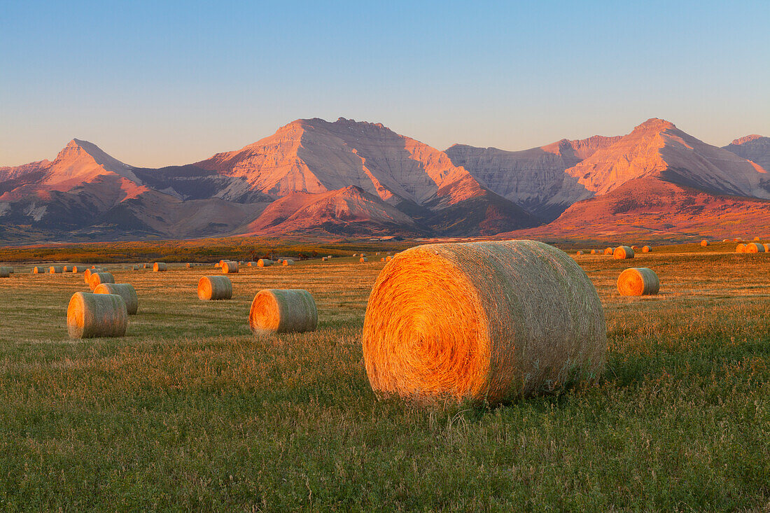 Hay bales in a field with the Rocky Mountains in the background, near Twin Butte, Alberta, Canada, North America