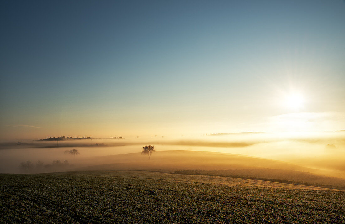 Single tree in a stream of slowly moving layers of mist, Baden-Wurttemberg, Germany, Europe