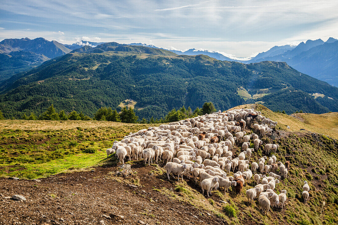 A flock of sheep in the pastures of Mount Padrio, Orobie Alps, Valtellina, Lombardy, Italy, Europe