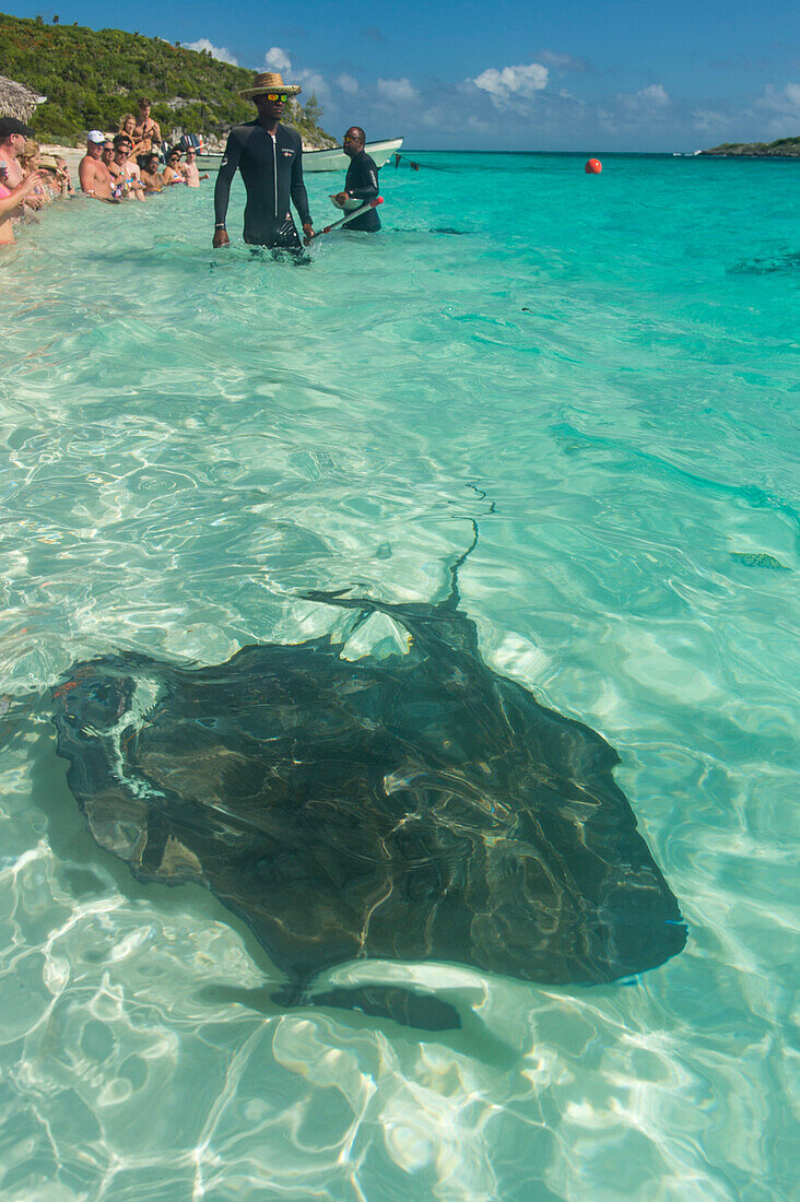 Guides feeding Rays in the turquoise waters of the Exumas, Bahamas, West Indies, Caribbean, Central America